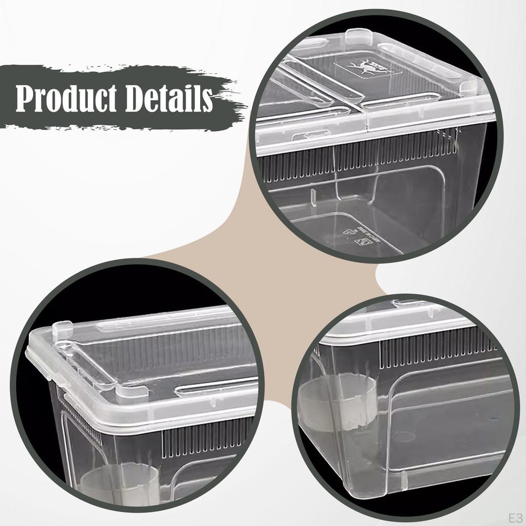 Reptile Breeding Box As A Small Animal Habitat And Container. This Terrarium The