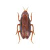 Dog-Cat Interactive Electronic Cockroach Intelligence Activity Pet Training
