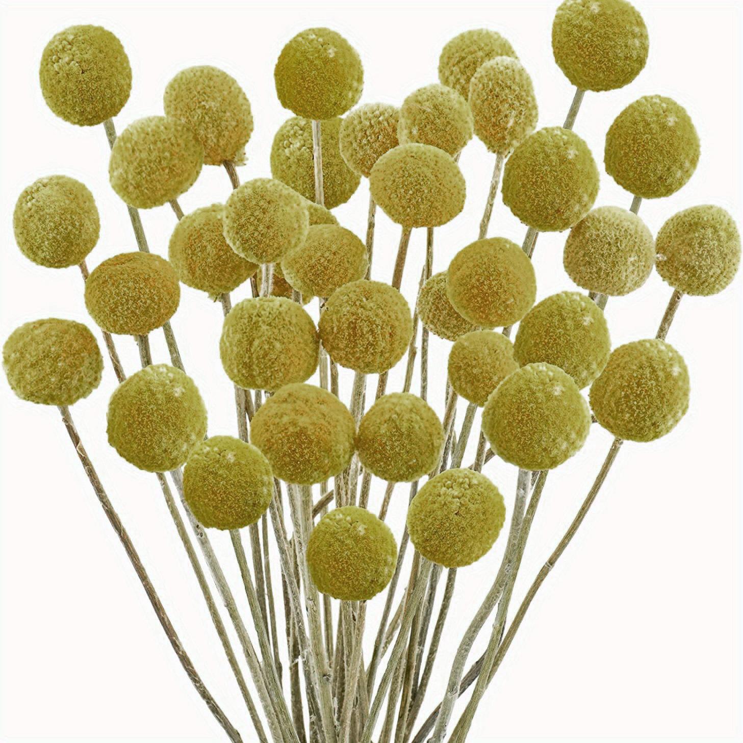 20pcs Golden Ball Dried Flowers Preserved Flowers Home Decoration Natural Dried Flowers жёлтый