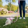 Produse pentru animale – Rozătoare