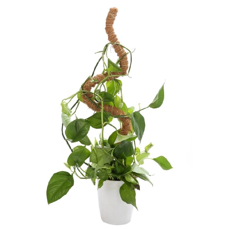 Plant Support Flexible Plant Stake Living Room Plant Stand Plant Climbing Support Suitable for Indoor Plant Growth