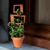 Tre Plantebrakett Bladform Espalier Klatreplante Støttestativ Enkel Installasjon Multifunksjonell Planteholder