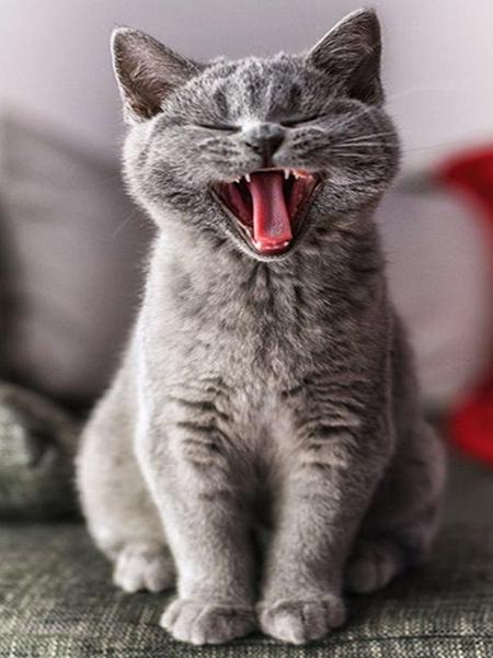 

Алмазная картина Кот 5D DIY Алмазная вышивка Распродажа Вышивка крестиком Животные Стразы Мозаика Комплект украшения дома Full Round 20x25CM