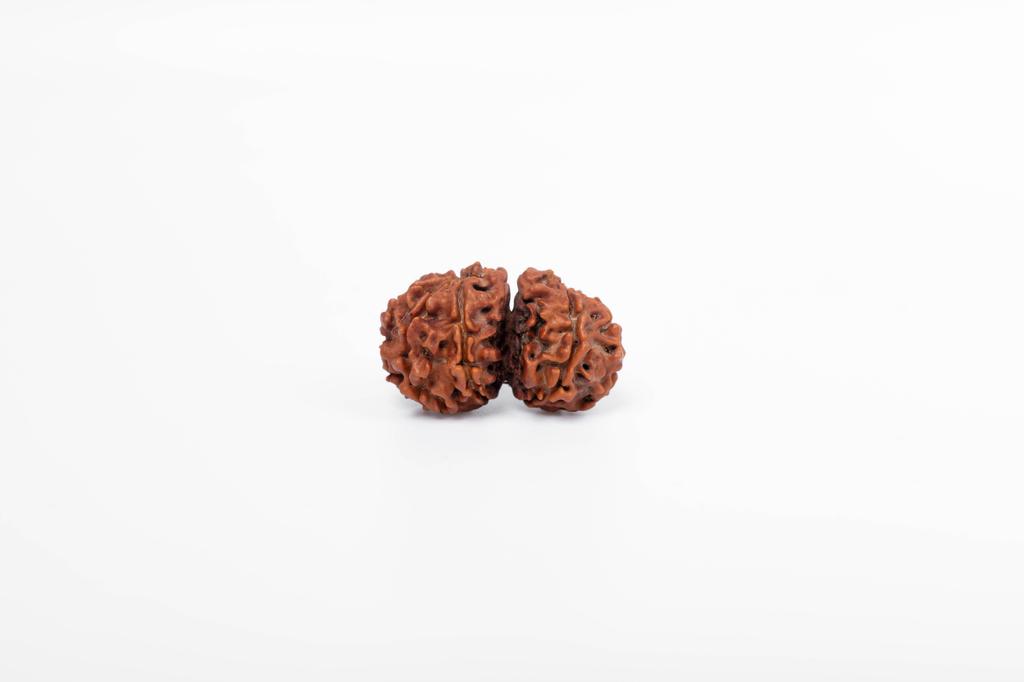 Natural Gauri Shankar Rudraksha Bead – Nepali Origin | Bead for Harmony, Unity, Relationship Balance & Emotional Healing | Organic & Lab Certified
