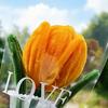 Twist Stick Tulip Bouquet Suede Texture Artificial Tulip Flowers in Pipe Cleaners Tulip Flowers Bouquet Long-Lasting Simulation Tulips for