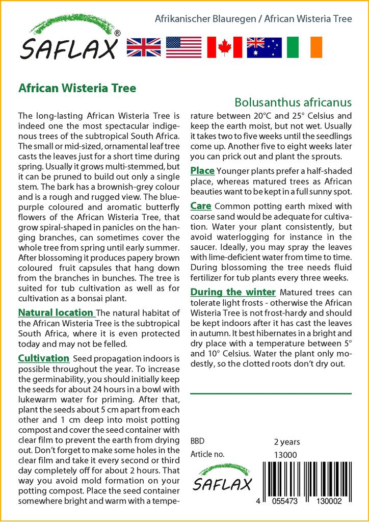 SAFLAX African Wisteria Tree - 15 Seeds - Bolusanthus Africanus