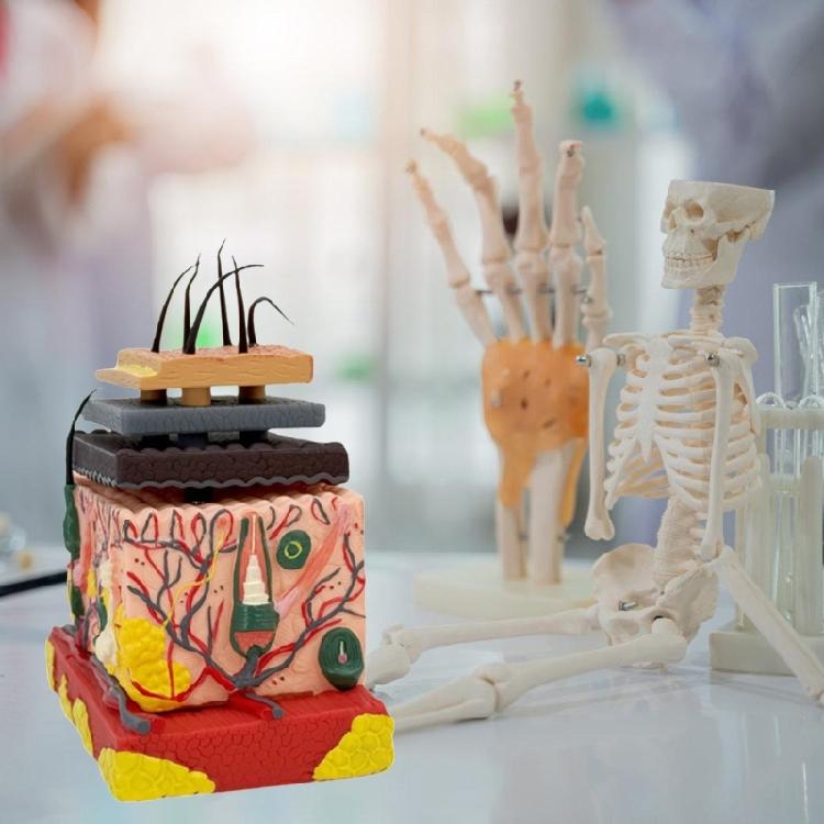 Anatomisches Modell der menschlichen Haut mit Haaren Hautmodell für den Unterricht im Klassenzimmer Anzeige