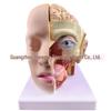 Natural Size Head Anatomy Model with Cerebral Arteries, 4-Part Mid-Sagittal Brain Section