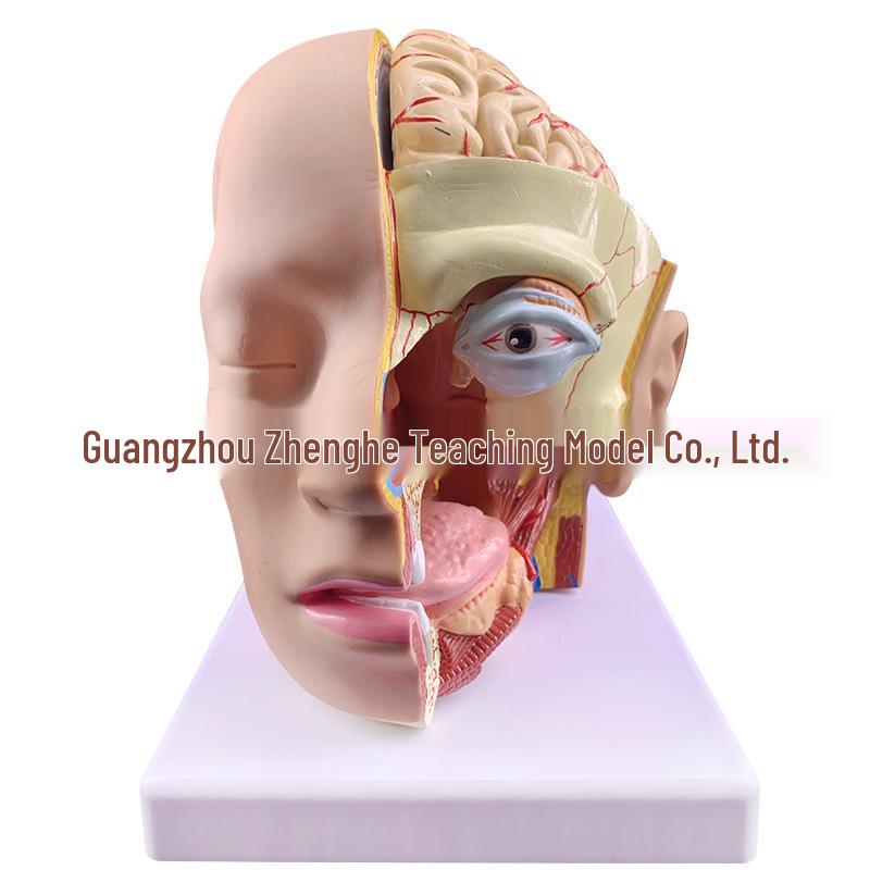Natural Size Head Anatomy Model with Cerebral Arteries, 4-Part Mid-Sagittal Brain Section