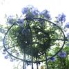 Rustproof Plant Frame DIY Assemble Climbing Plant Support  Vertical Garden Patio Balcony
