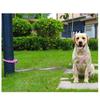 Dogs Leash Belt Large Breeds Long Leash Outdoor Walking Leash Tractions Rope