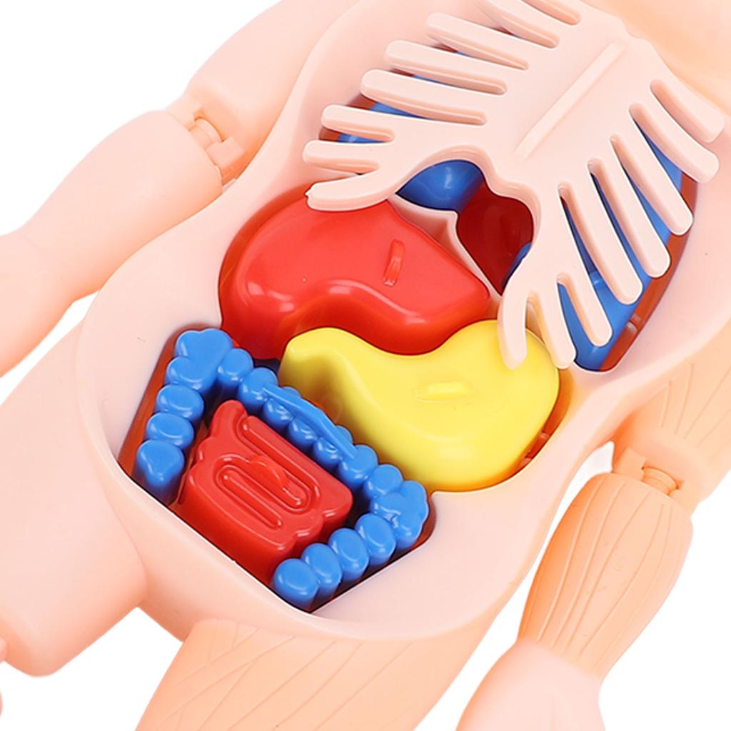 Human Body Structure Model Detachable Torso Organ Assembly Toy Anatomical Physiology Model for Education Science Learning