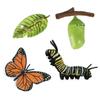 New Creative Childrens Cognitive Education Toy Simulation Animal Insect Model Mini Animal Butterfly Growth Cycle Ornaments