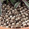 Resin Skulls Mini Skulls Figurine Miniature 20 Piece Skeleton Head Collectible Props Gothic Miniature For Desk Table Bookshelf