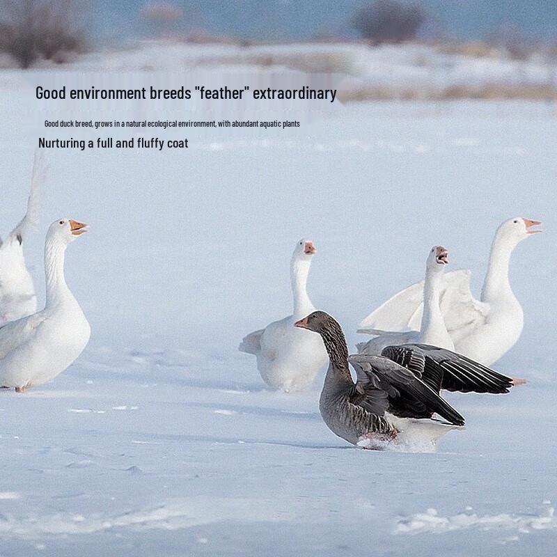 Mercury 90% White Duck Down Winter Comforter