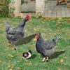 Chicken Garden Stakes Ornaments Rooster Hen Lawn Insert Signs Outdoor Decoration Animal Sculpture Statue Yard Signs