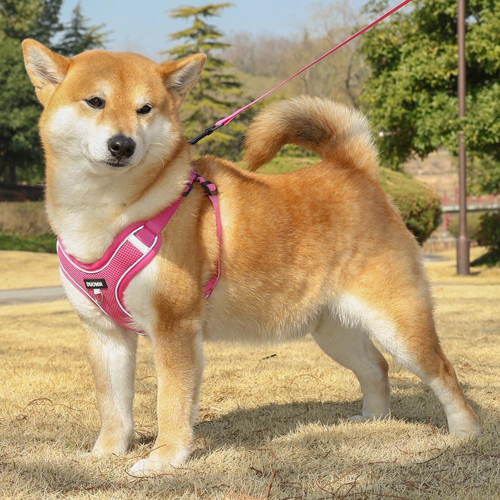 Harnais Gilet Respirant Réglable & Laisse pour Chiens de Petite à Moyenne Taille - Sans Rembourrage, Sans Étranglement, Idéal pour les Shiba Inus & Bouledogues Français
