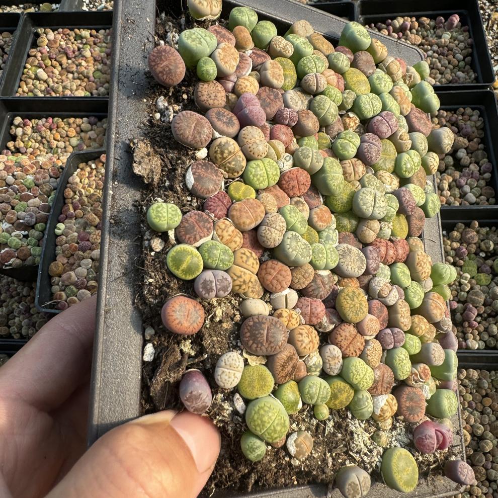 Rare Lithops Succulent Pot: Diverse Colors & Varieties
