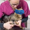 Adjustable Comfort Cat Muzzle Breathable Mesh, Stops Biting & Chewing, Perfect Grooming Accessory