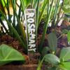 10PCS Quality Acrylic Plant Label Gardening Decoration Transparent Plant Tag Eco-Friendly DIY Herb Sign Garden