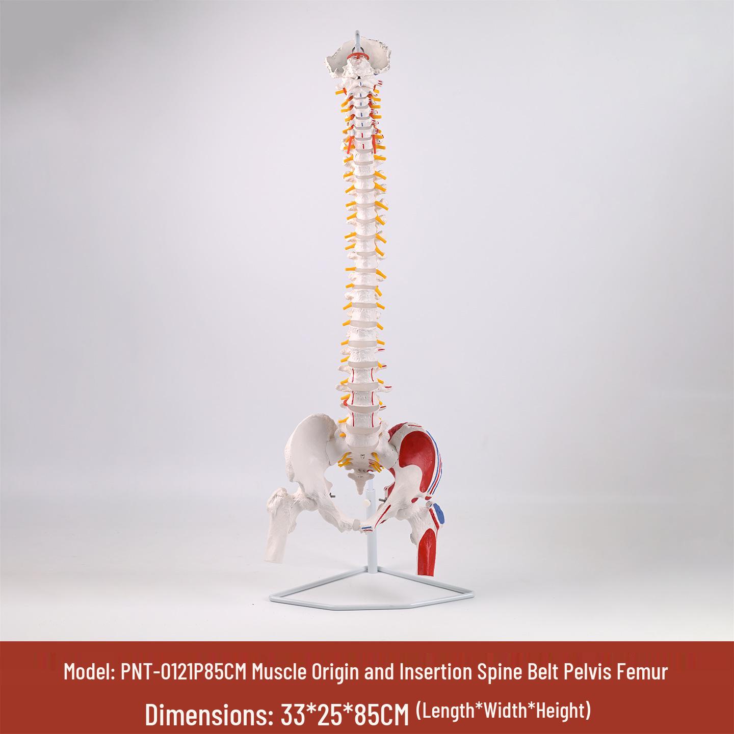85CM 1:1 Human Spine Model with Muscle Origins & Insertions - Bendable Vertebrae Skeleton Model PNT-0121P