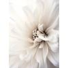 Delicate White Dahlia Delicate White Dahlia, 30X40 Cm, Dark Brown Wooden Frame, 230 Gsm Matte Paper