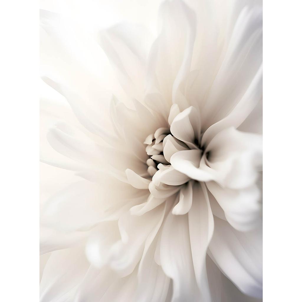 Delicate White Dahlia Delicate White Dahlia, 30X40 Cm, Dark Brown Wooden Frame, 230 Gsm Matte Paper