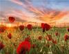 RUOPOTY Digital Painting Flower Sea Hand-Painted Wall Art Painting Unique Gifts On Canvas Sunset Pictures Home Decoration
