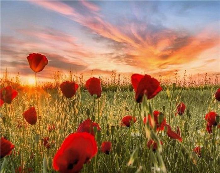 RUOPOTY Digital Painting Flower Sea Hand-Painted Wall Art Painting Unique Gifts On Canvas Sunset Pictures Home Decoration