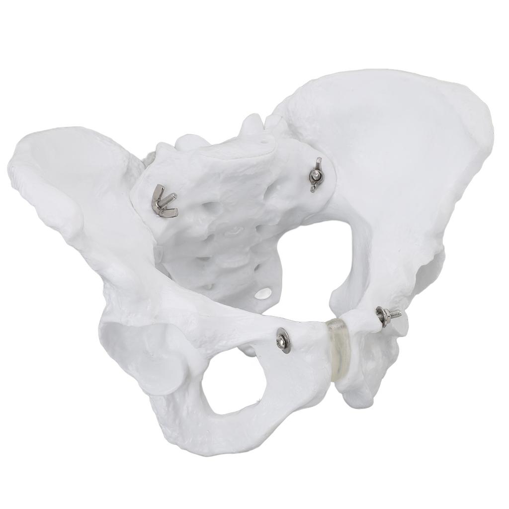 Model ženské pánve Přesná simulace Model pánevní kostry pro demonstrační výuku