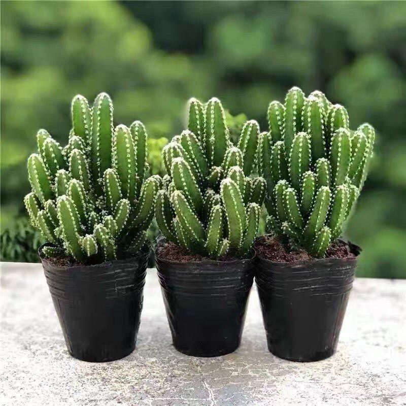 Ten Thousand Layer Mountain Money-Attracting Succulent Cactus Tree for Indoor and Office Decor