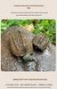 Golden Line Chinese Grass Turtle - Easy-to-Raise Omnivorous Pet for Outdoor Ponds