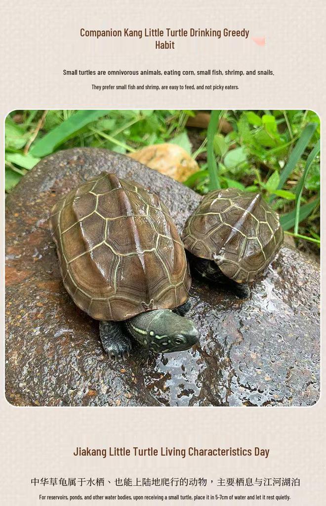 Golden Line Chinese Grass Turtle - Easy-to-Raise Omnivorous Pet for Outdoor Ponds