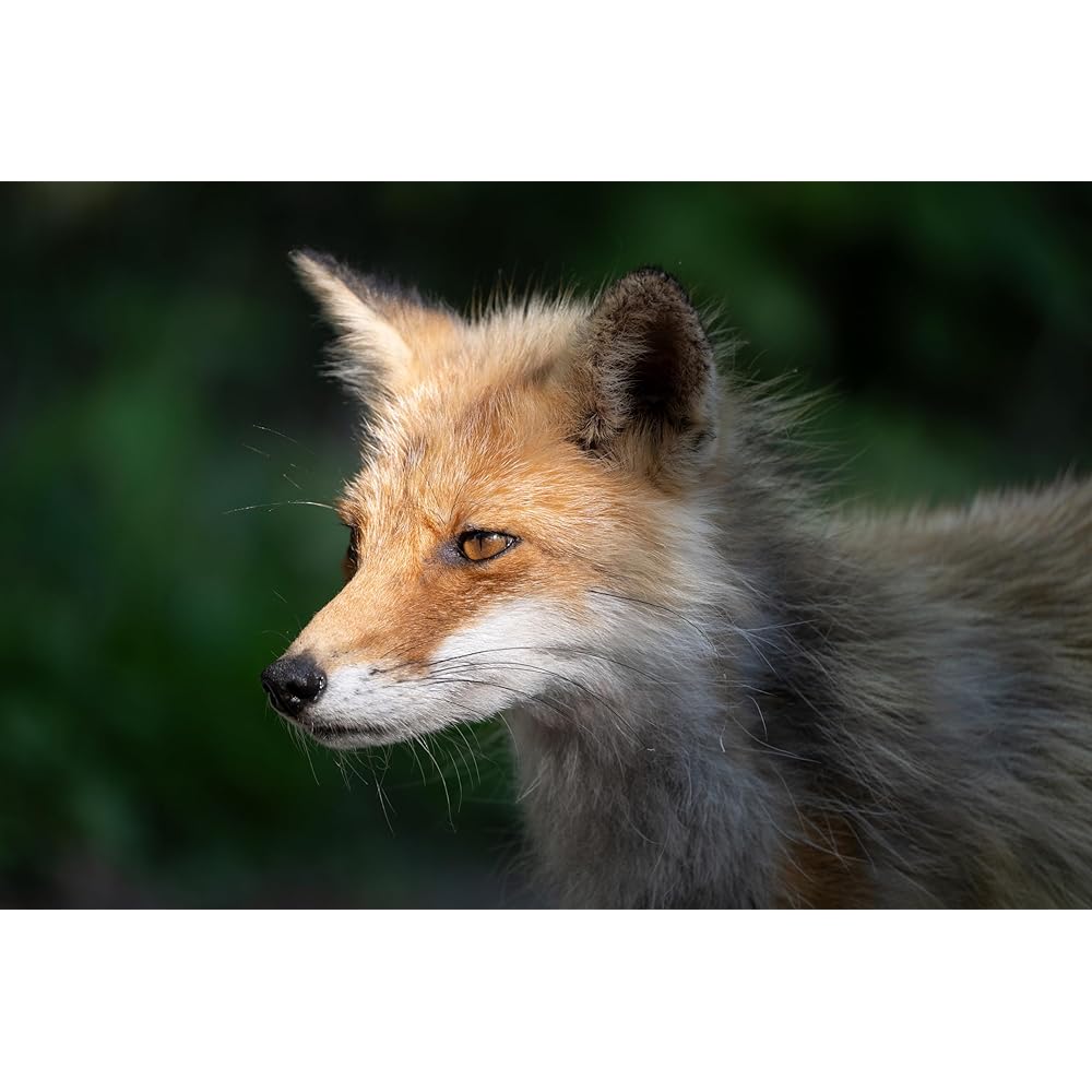 Tamron 50-400mm F/4.5-6.3 Di III VC VXD for Nikon Full Frame Mirrorless Cameras