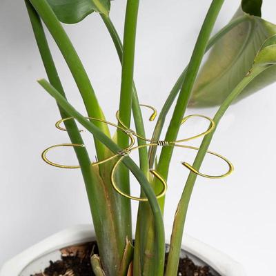 Plant Stem Holder Monstera Plant Support Stem Holder Decorative Metal Flower Trellis Gardening Supplies Clamp Houseplant