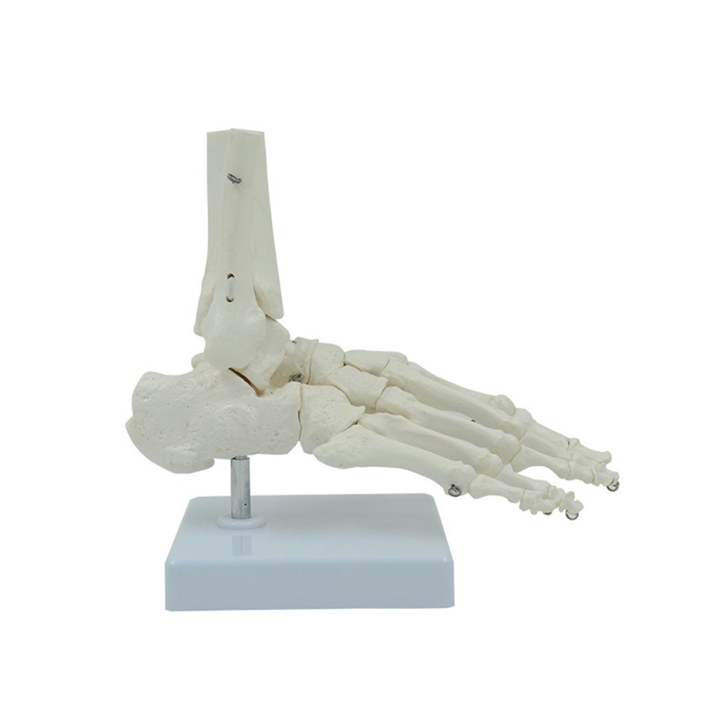 Life Size Human Foot Ankle Model Medical Anatomy Foot Skeleton Model with Base for Medical Classroom Education Learning