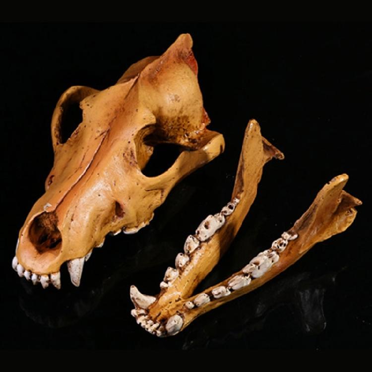 Artistic Wolf Skull Sculpture Resins Construction Animal Head Skeleton Replicas for Office Desk Decors Museums Display