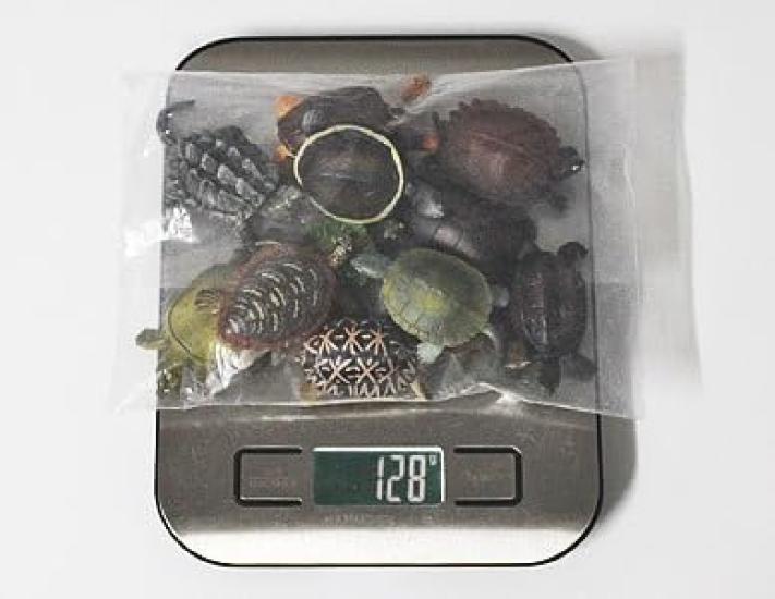 Compact Size Turtle Figure Frog (Hillary Turtle)