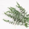 20pcs Eucalyptus Stems Dried Flowers Photography Props For Wedding Centerpiece Farmhouse Home