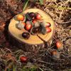 Artificial Lifelike Simulation Small A Corn Set Decoration False N Uts Home Kitchen Decor