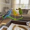 Simulation Bird Swing Perch Toy Plastic Bird Chewing Stand  For Small Medium Parrots