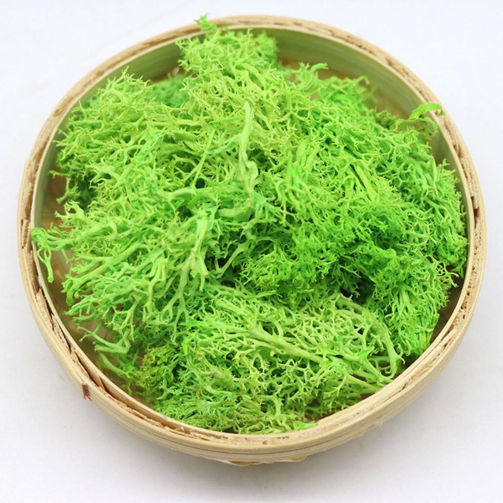 Decor Christmas Wedding Decoration Artificial Plant Reindeer Moss Micro Landscape Eternal Life Moss