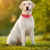 Christmas Holiday Neckwear Costume Accessory Small Medium Dogs Collars for Outdoor Walking