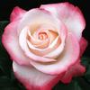 5D DIY Diamond Painting Rose Flower Diamond Embroidery Fresh Flowers Cross Stitch Full Round Drill Manual Home Decor Gift