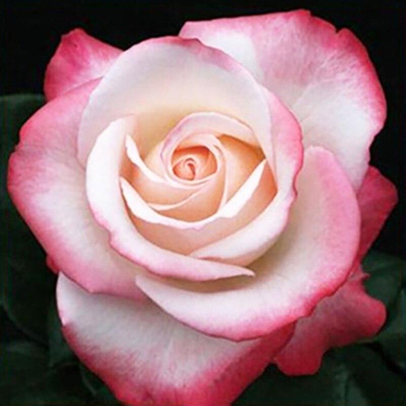 5D DIY Diamond Painting Rose Flower Diamond Embroidery Fresh Flowers Cross Stitch Full Round Drill Manual Home Decor Gift