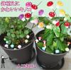 Sugarello Mini Miniature 60 Pieces In 6 Garden Landscape Mini Garden Fairy Garden Colorful Mushrooms, Terrariums, Colors, Accessories, Decoration,