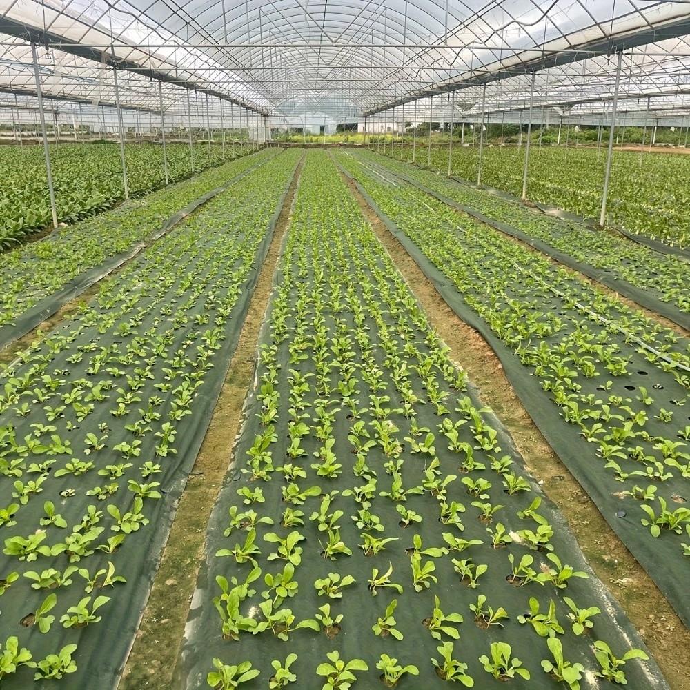 Vorgestanzte Löcher Perforiertes Grasdichtes Gewebe Doppellagig Atmungsaktiv Wasserdurchlässig Unkrautbekämpfung Bodendecker Biologisch abbaubar