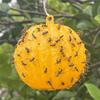 Sticky Fruit Fly Trap Ball Flying Insects Traps Ball Adhesive Fly Catching Ball for Indoor Outdoor House Kitchen Plants Trees