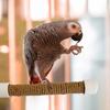 Suction Cup Bird Window And Shower Perch Toy For Parrot Macaw Cockatoo African For Grey Conure Parakeet Parrot bracket