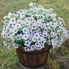 5Pcs Artificial Violet Flower with Green Leaves 7 Fork Fake Silk Flower Stem Home Office Wedding Party Indoor Outdoor Faux Bloom Table Centerpiece